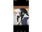 Adopt Popeye - FOSTER NEEDED! a Pit Bull Terrier
