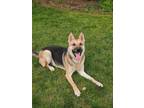 Adopt Clay - FOSTER NEEDED! a German Shepherd Dog