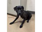 Adopt Jeep - FOSTER NEEDED! a Pit Bull Terrier