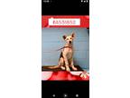 Adopt Tundra a German Shepherd Dog, Siberian Husky