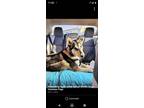 Adopt Buckley a Siberian Husky