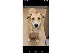 Adopt Dickens a Siberian Husky
