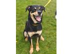 Adopt Joker (fka Sam) a Husky, German Shepherd Dog