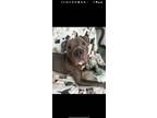 Adopt Moses a Pit Bull Terrier