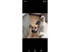 Adopt Einstein a German Shepherd Dog