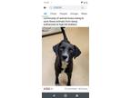 Adopt Apollo 1 a Pit Bull Terrier, Labrador Retriever