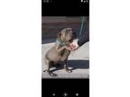 Adopt Enzo a Pit Bull Terrier