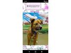 Adopt Rusty (Rufus) a Australian Shepherd