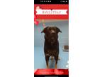 Adopt Kyle a German Shepherd Dog