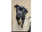 Adopt Buddy a Mastiff, Boxer