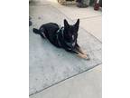 Adopt Max a German Shepherd Dog, Mastiff