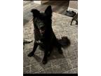 Adopt Ryder a Newfoundland Dog, Labrador Retriever