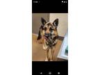 Adopt Tony a German Shepherd Dog