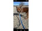 Adopt Milo a Pit Bull Terrier