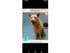 Adopt Magic a Siberian Husky