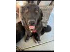 Adopt Rory a Newfoundland Dog, Labrador Retriever