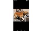 Adopt Cash a German Shepherd Dog