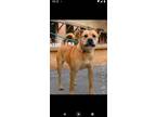 Adopt Cosmo a German Shepherd Dog