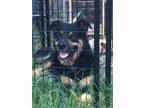 Adopt Ace a German Shepherd Dog, Australian Shepherd