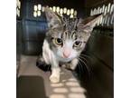 Adopt Eggroll a Domestic Short Hair