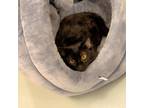 Adopt Babble a Domestic Short Hair