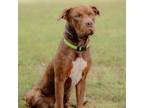 Adopt Toby a Mixed Breed