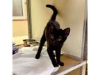 Adopt Tango a Domestic Short Hair