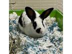Adopt Sage a American
