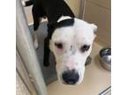 Adopt Ricky a Mixed Breed
