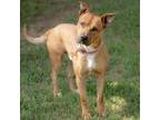 Adopt Canelo a Mixed Breed