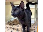 Adopt Tanner a Domestic Short Hair