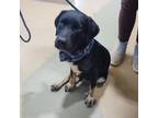 Adopt Porky a Mixed Breed