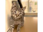 Adopt Doo a Domestic Short Hair