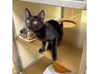 Adopt Tate a Domestic Short Hair