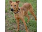 Adopt Zen a Mixed Breed