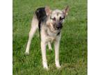 Adopt Rodney a German Shepherd Dog