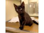 Adopt Crow a Domestic Short Hair