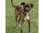 Adopt Bud a Mixed Breed