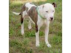 Adopt Rolo a Pit Bull Terrier