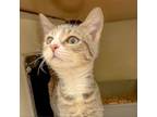 Adopt Sparky a Domestic Short Hair