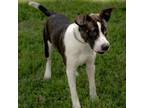 Adopt Bobby a Mixed Breed