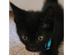 Adopt Mickey a Domestic Short Hair