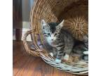 Adopt Waffles 2 a Domestic Short Hair