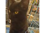 Adopt Ace a Domestic Short Hair