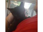 Adopt Marshall a Domestic Short Hair
