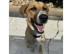 Adopt Moss a Great Pyrenees, Mixed Breed