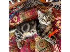 Adopt Kimball a Bengal, Domestic Short Hair