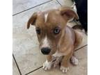 Adopt Blue a Siberian Husky
