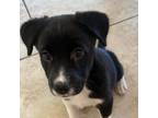 Adopt Brady a Siberian Husky