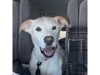 Adopt Otto a Yellow Labrador Retriever